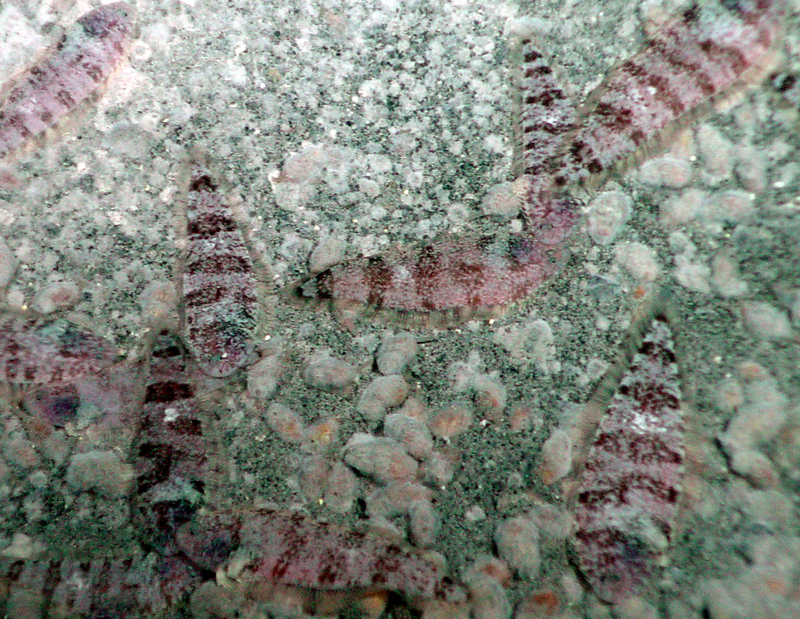Flatfishes; DISPLAY FULL IMAGE.