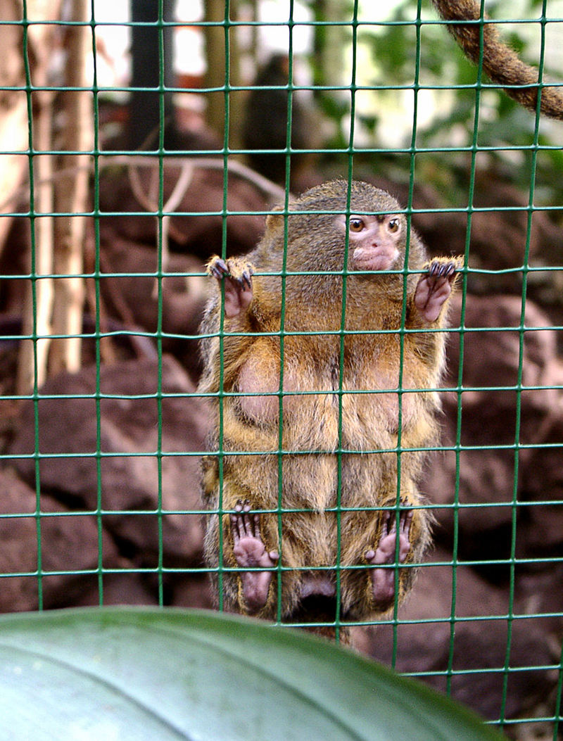 Pygmy Marmoset (Callithrix pygmaea) - Wiki; DISPLAY FULL IMAGE.