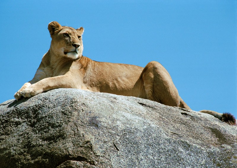 Lioness; DISPLAY FULL IMAGE.