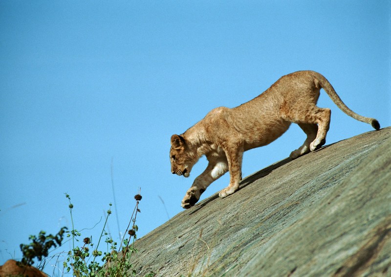 Lioness; DISPLAY FULL IMAGE.
