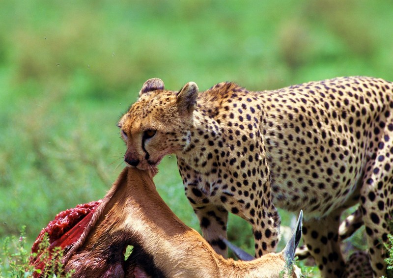 Cheetah; DISPLAY FULL IMAGE.