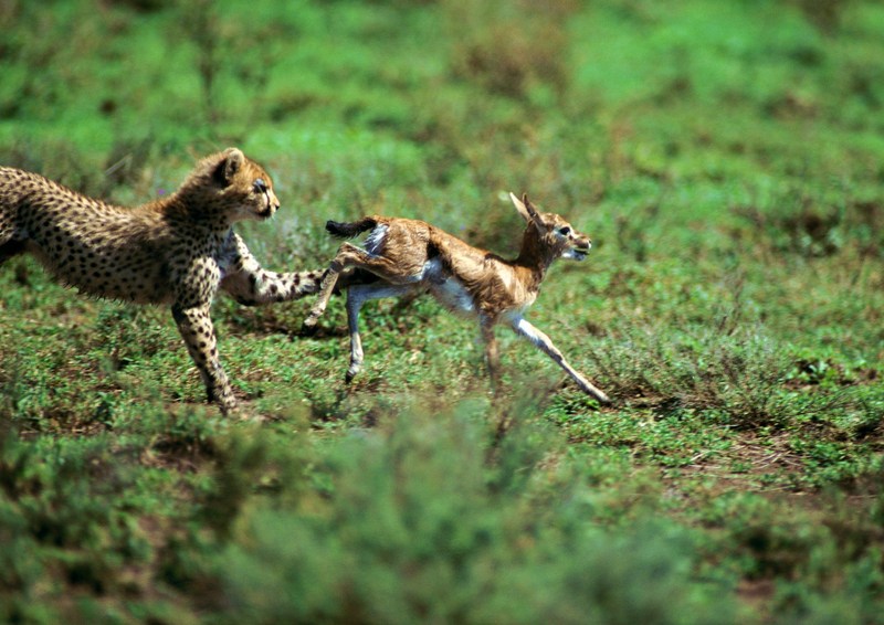 Cheetah; DISPLAY FULL IMAGE.