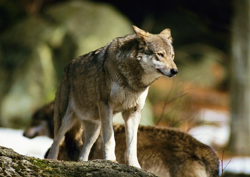 Grey Wolves; DISPLAY FULL IMAGE.