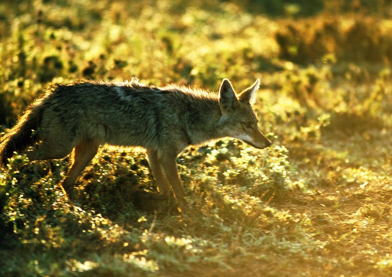 Coyote; DISPLAY FULL IMAGE.