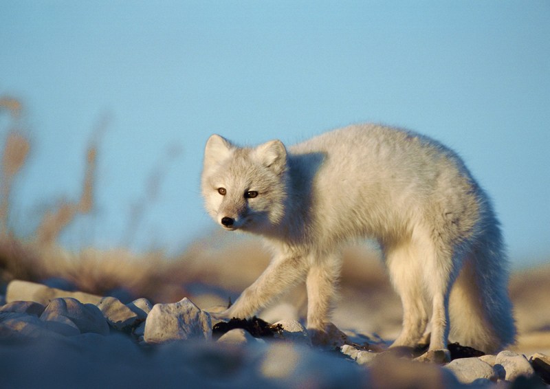 Arctic Fox; DISPLAY FULL IMAGE.