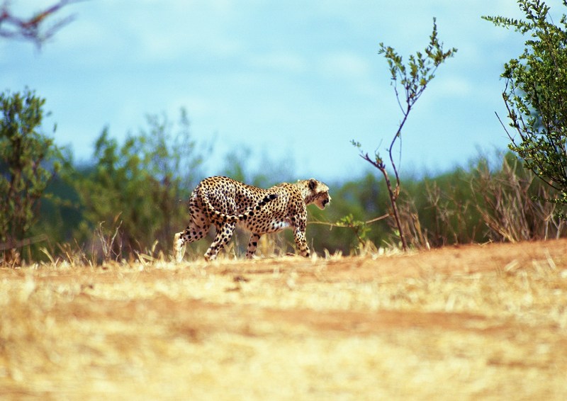 Cheetah; DISPLAY FULL IMAGE.