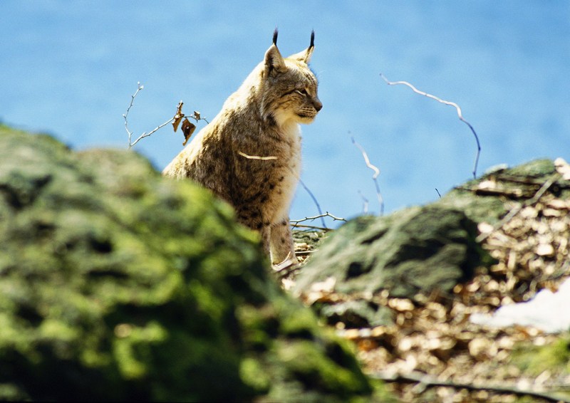 Lynx; DISPLAY FULL IMAGE.