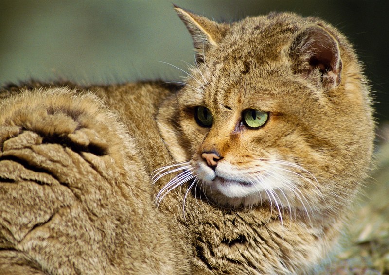 Jungle Cat; DISPLAY FULL IMAGE.
