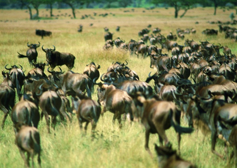 Gnus; DISPLAY FULL IMAGE.