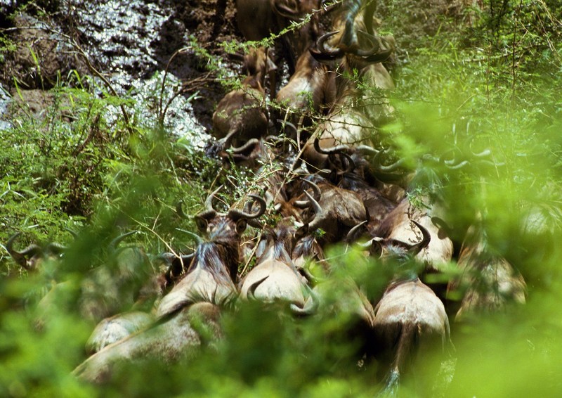 Gnus; DISPLAY FULL IMAGE.