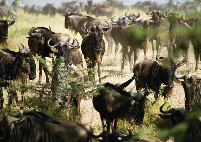 Gnus; DISPLAY FULL IMAGE.