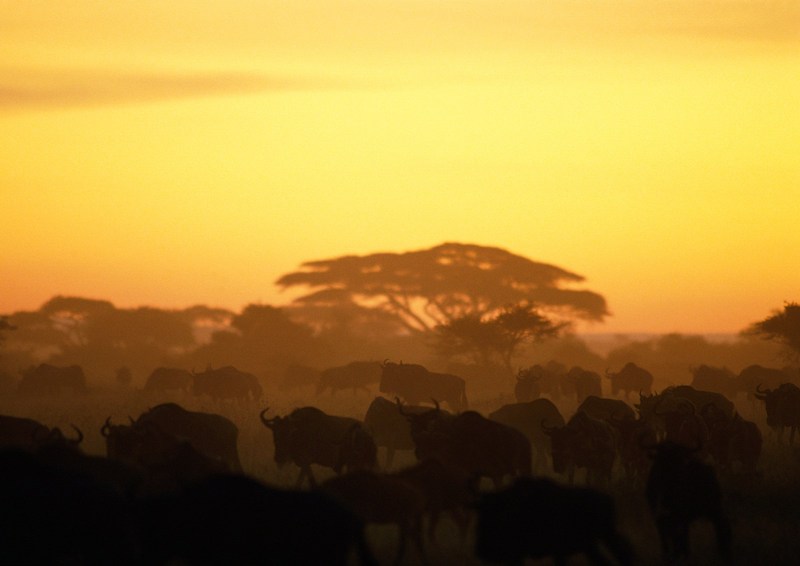 Gnus; DISPLAY FULL IMAGE.