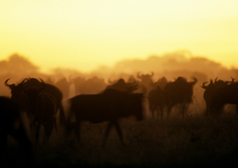 Gnus; DISPLAY FULL IMAGE.