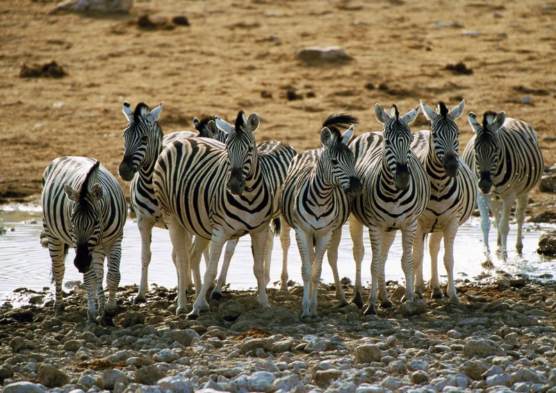 Zebras; DISPLAY FULL IMAGE.