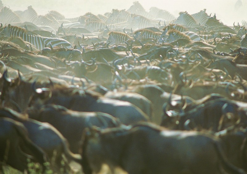 Gnus & Zebras; DISPLAY FULL IMAGE.