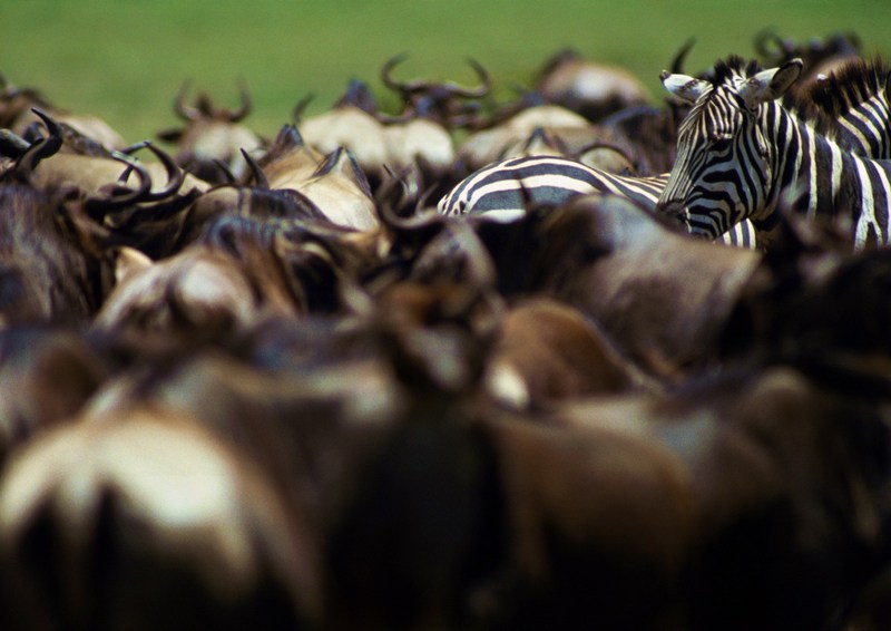 Gnus & Zebras; DISPLAY FULL IMAGE.