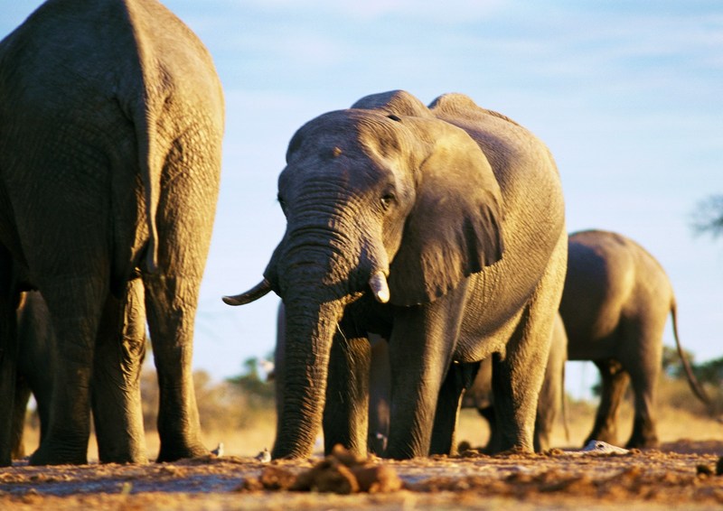 African Elephants; DISPLAY FULL IMAGE.