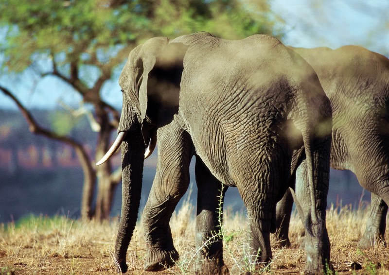 African Elephants; DISPLAY FULL IMAGE.