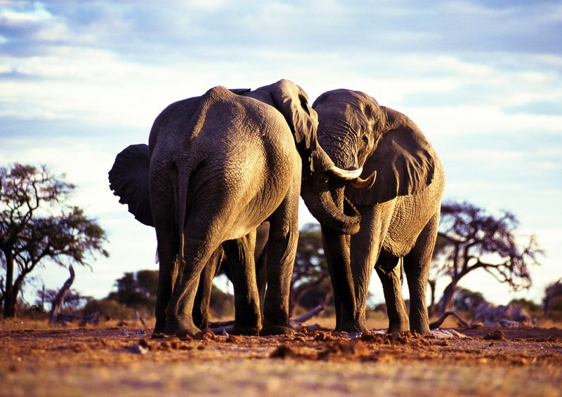 African Elephants; DISPLAY FULL IMAGE.