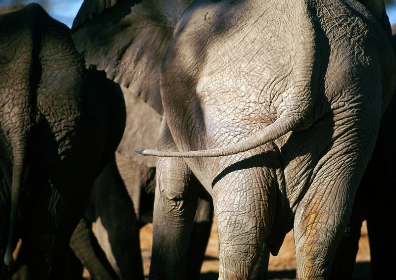 African Elephants; DISPLAY FULL IMAGE.