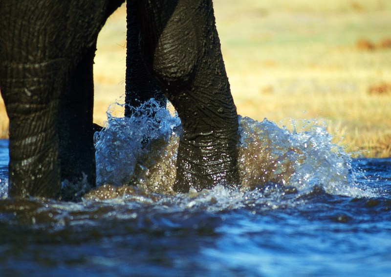 African Elephants; DISPLAY FULL IMAGE.
