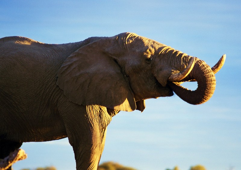 African Elephants; DISPLAY FULL IMAGE.