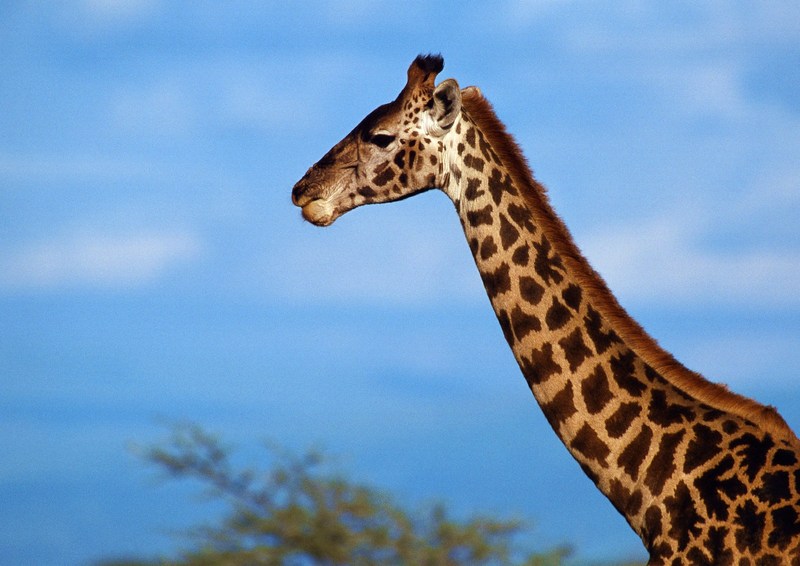 Giraffe (Giraffa camelopardalis); DISPLAY FULL IMAGE.