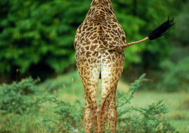 Giraffe (Giraffa camelopardalis); DISPLAY FULL IMAGE.