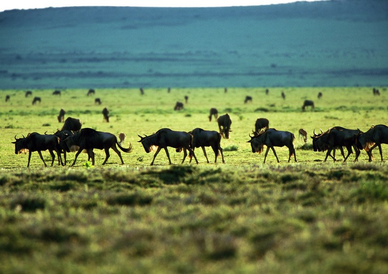 Gnus; DISPLAY FULL IMAGE.