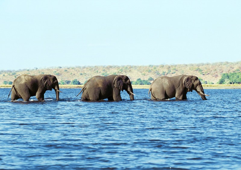 African Elephants; DISPLAY FULL IMAGE.