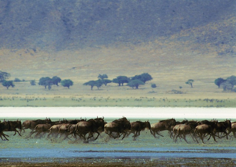 Gnus; DISPLAY FULL IMAGE.