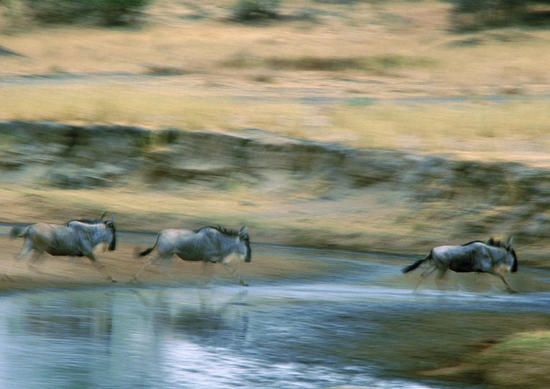 Gnus; DISPLAY FULL IMAGE.