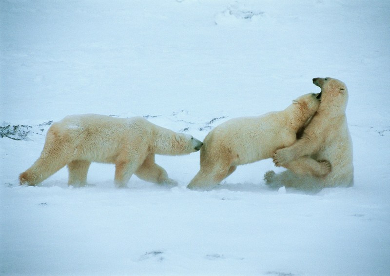 Polar Bears; DISPLAY FULL IMAGE.