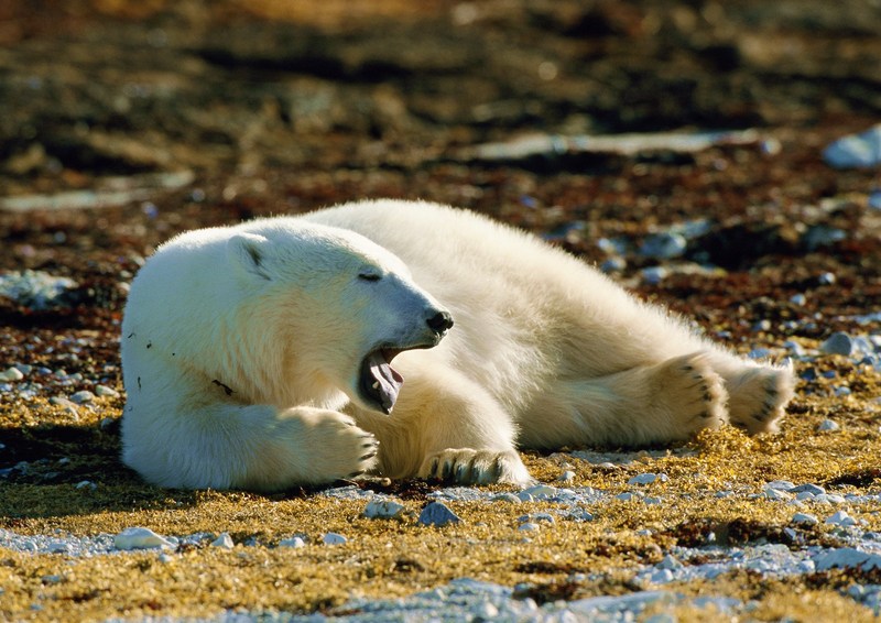 Polar Bear; DISPLAY FULL IMAGE.