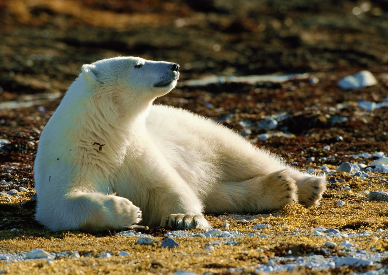 Polar Bear; DISPLAY FULL IMAGE.