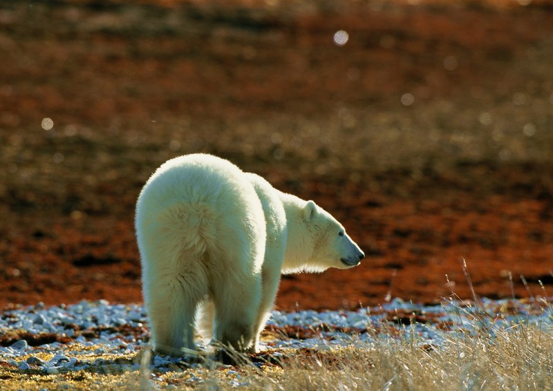 Polar Bear; DISPLAY FULL IMAGE.
