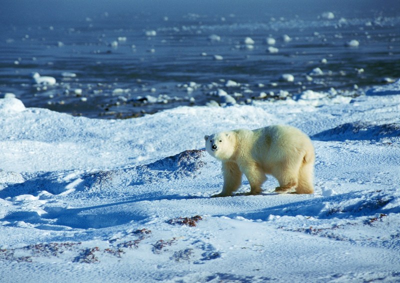 Polar Bear; DISPLAY FULL IMAGE.