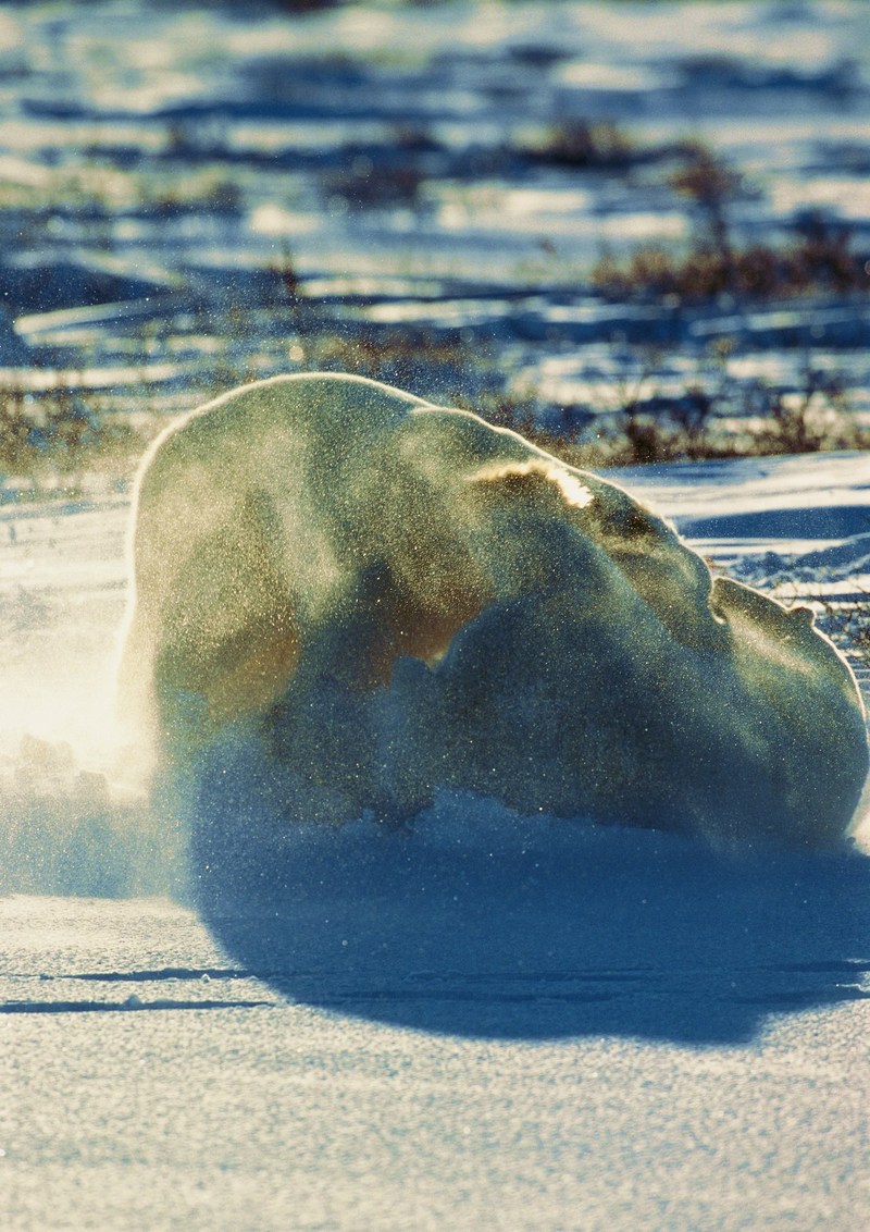 Polar Bears; DISPLAY FULL IMAGE.
