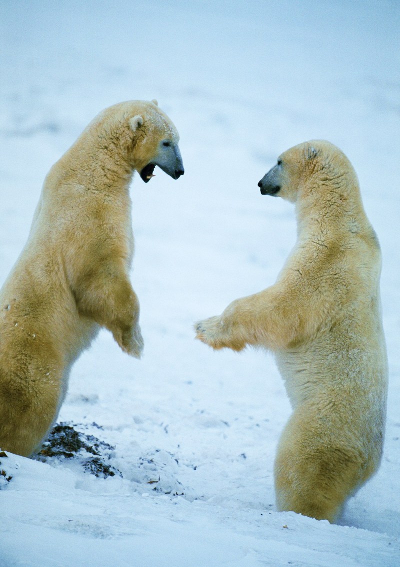 Polar Bears; DISPLAY FULL IMAGE.