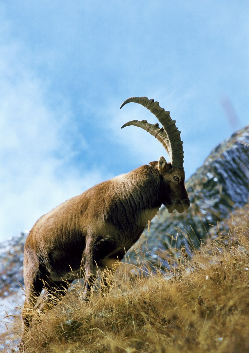 Ibex; DISPLAY FULL IMAGE.