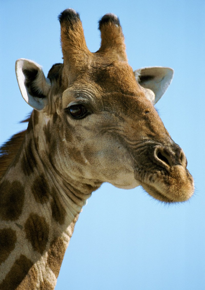 Giraffe (Giraffa camelopardalis); DISPLAY FULL IMAGE.