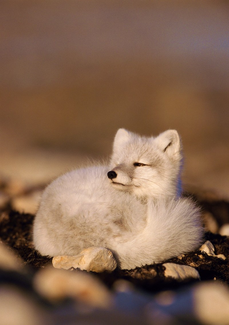 Arctic Fox; DISPLAY FULL IMAGE.