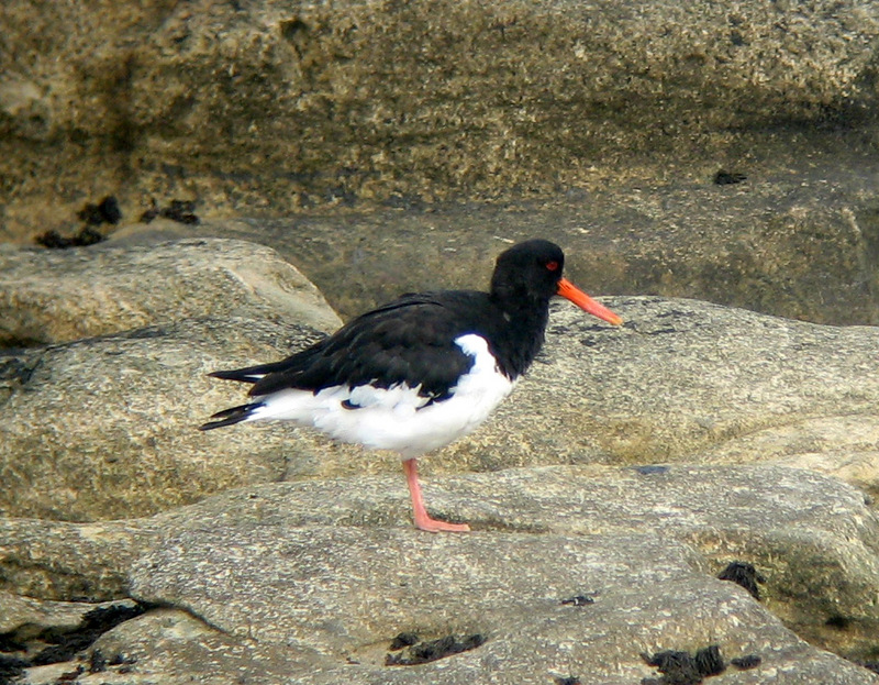 Eurasian Oystercatcher (Haematopus ostralegus) - Wiki; DISPLAY FULL IMAGE.