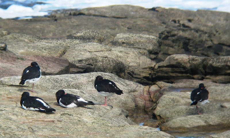 Eurasian Oystercatcher (Haematopus ostralegus) roost; DISPLAY FULL IMAGE.