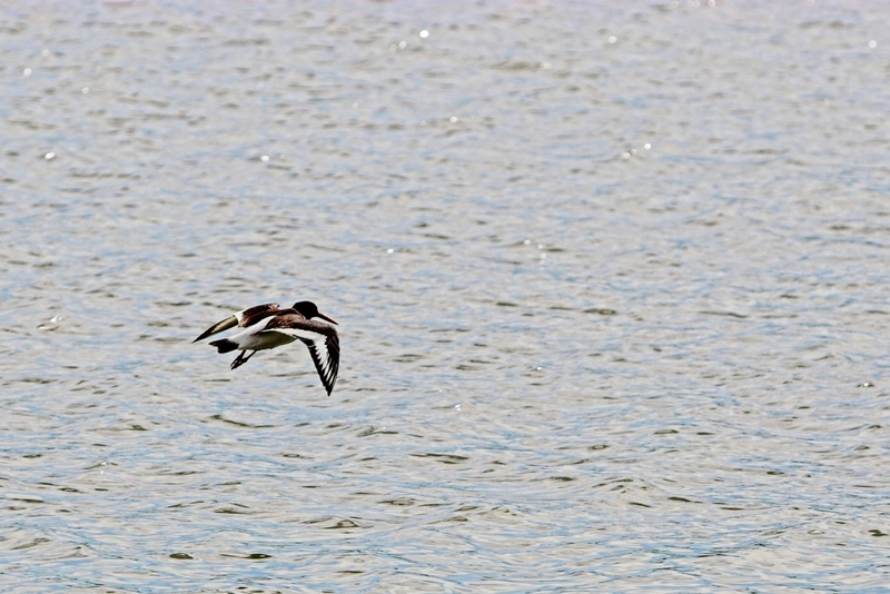 Eurasian Oystercatcher (Haematopus ostralegus) in flight; DISPLAY FULL IMAGE.