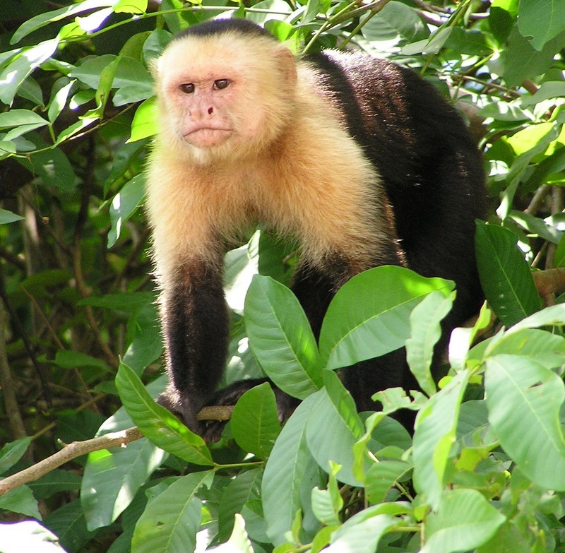 White-headed Capuchin (Cebus capucinus) - Wiki; DISPLAY FULL IMAGE.