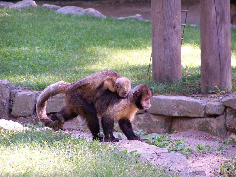 Tufted Capuchin (Cebus apella) - Wiki(fr); DISPLAY FULL IMAGE.