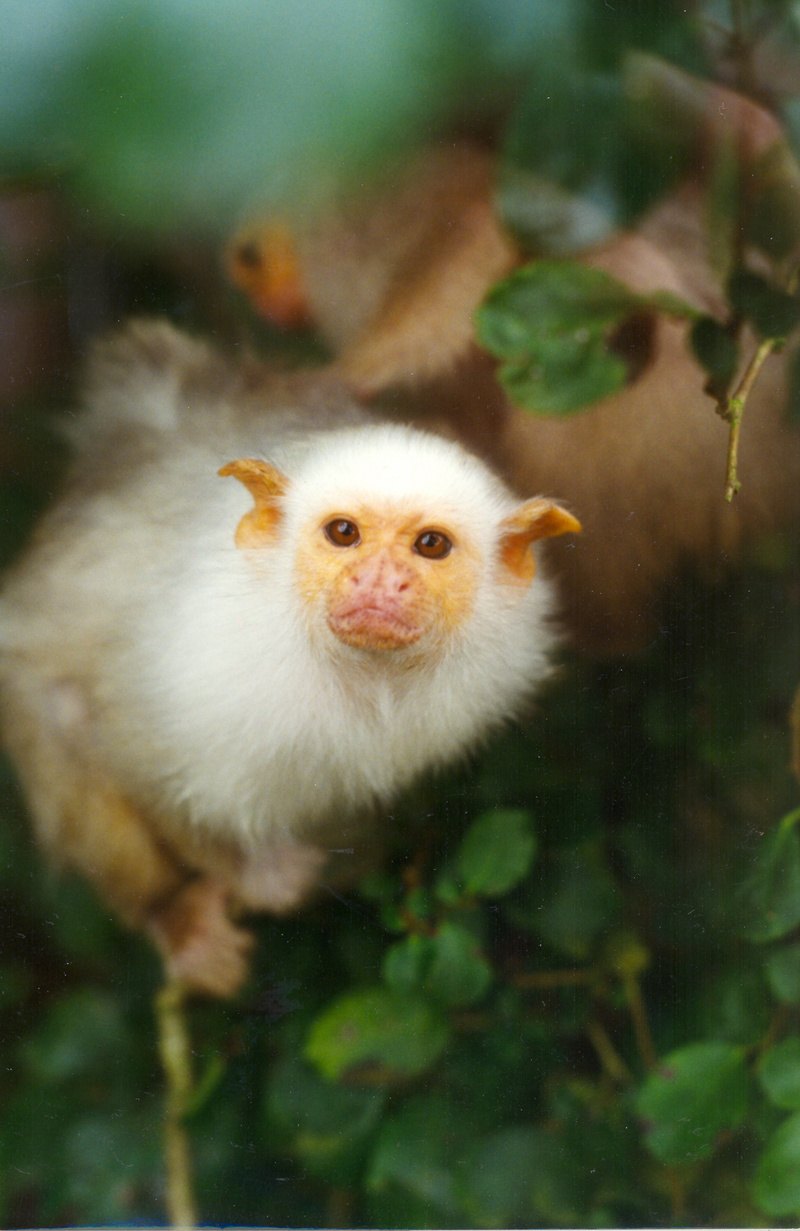 Silvery Marmoset (Callithrix argentata) - Wiki; DISPLAY FULL IMAGE.