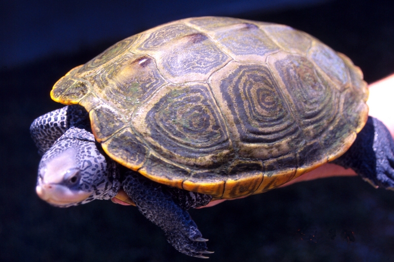 Diamondback Terrapin (Malaclemys terrapin) - Wiki; DISPLAY FULL IMAGE.