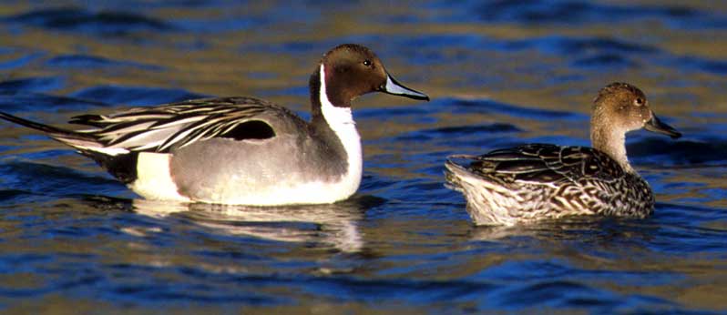 Northern Pintail (Anas acuta) - Wiki; DISPLAY FULL IMAGE.